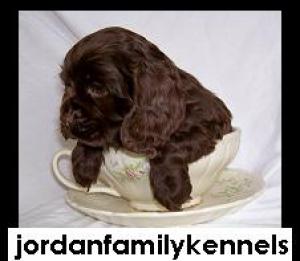 AKCCockerSpanielPuppiesRAREChocolates